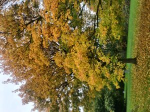 IMG_20201024_110514