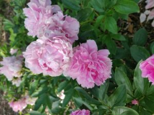 IMG_20210612_085557_Bokeh