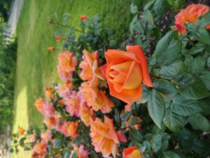 IMG_20210612_090215_Bokeh