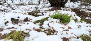 IMG_20231007_131606_594 (1)