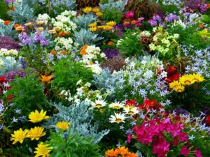 plant-meadow-flower-herb-botany-colorful-898806-pxhere.com_