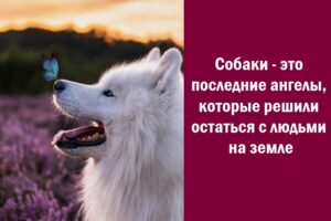 Последние Ангелы на Земле