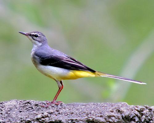 Горная трясогузка / Motacilla cinerea / Grey wagtail