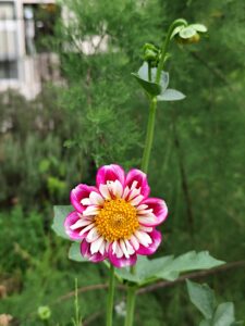 IMG_20260817_084202