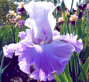 watermark