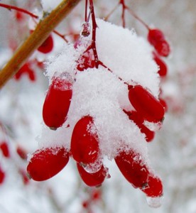 0_42f19_2f562b55_L