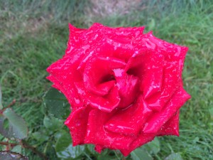 IMG_1627