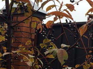 IMG_1630