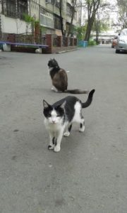 коты в апреле