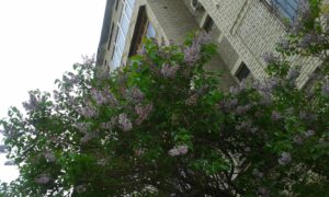 сирень