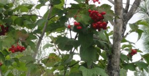 DSC05367 — копия