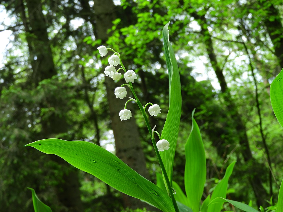 Forest Spring Lily Of The Valley Drop Of Water