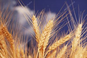 depositphotos_4365215-stock-photo-wheat-ears-against-the-blue