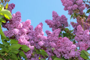 Lilac_Closeup_Pink_color_484868