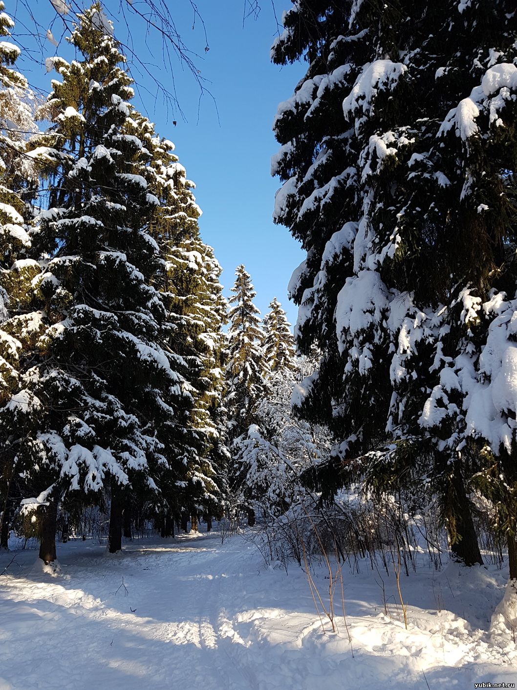 1648920183_35-vsegda-pomnim-com-p-fevralskii-les-foto-35